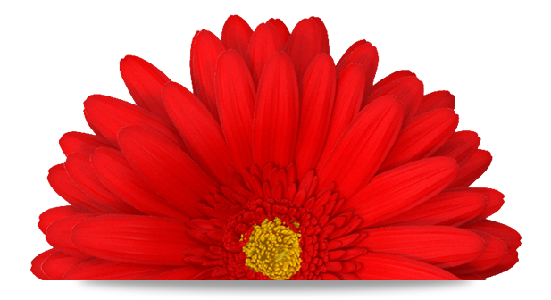 Image of a red flower Image of a red flower